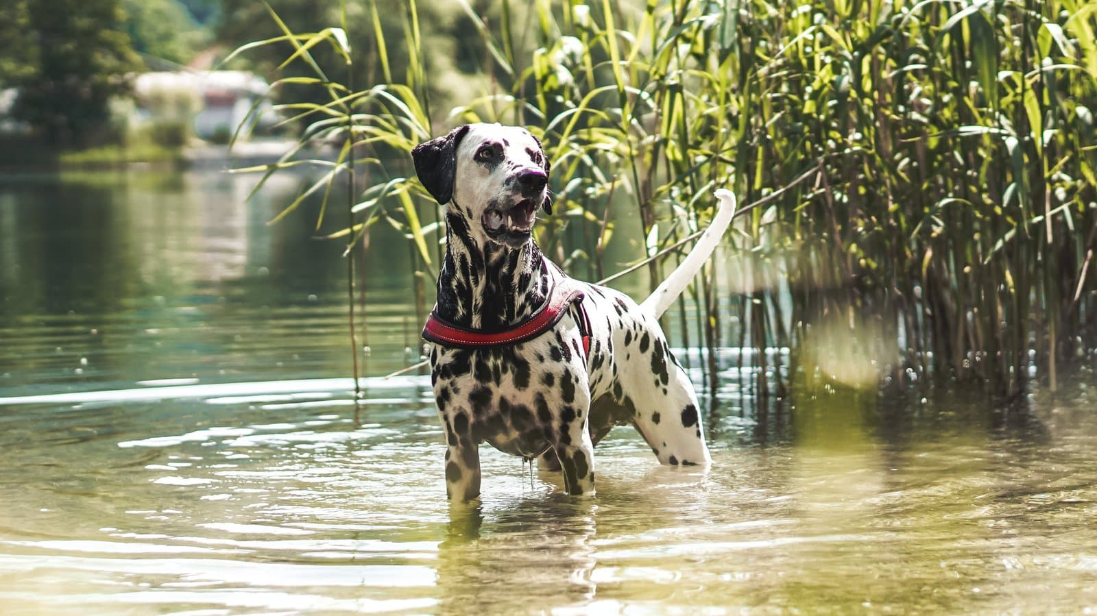 Dalmatiner im Wasser am Schilfufer